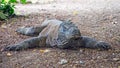 Komodo Dragon. Indonesia. Komodo island. Royalty Free Stock Photo