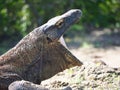 Komodo Dragon, Indonesia Royalty Free Stock Photo