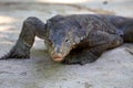 Komodo Dragon in koh rog island andaman