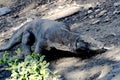 Komodo dragon, Komodo National Park, World Heritage Site Royalty Free Stock Photo