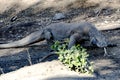 Komodo dragon, Komodo National Park, World Heritage Site Royalty Free Stock Photo