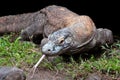 Komodo Dragon, the largest lizard in the world, Indonesia