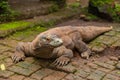 Komodo Dragon, largest lizard in world Royalty Free Stock Photo