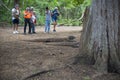 Komodo Dragon, the largest lizard in the world walks on ground. It is a dangerous prehistoric animal. Some tourists around and the