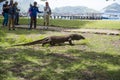 Komodo Dragon, the largest lizard in the world walks on ground. It is a dangerous prehistoric animal. Some tourists around and the