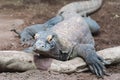 Komodo Dragon (Lizard) Royalty Free Stock Photo