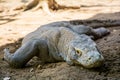 Komodo Dragon Lizard