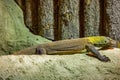 The Komodo dragon is a endemic to Indonesian islands Royalty Free Stock Photo