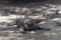 Komodo dragon lizard. Endemic wild predator. Hunting coldblooded aggressive dragon.