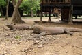 Komodo Dragon, Loh Buaya Rinca Island