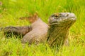 Komodo dragon lying in grass on Rinca Island in Komodo National