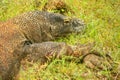 Komodo dragon lying in grass on Rinca Island in Komodo National Royalty Free Stock Photo