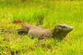 Komodo dragon lying in grass on Rinca Island in Komodo National Royalty Free Stock Photo