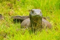 Komodo dragon lying in grass on Rinca Island in Komodo National