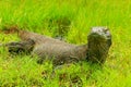 Komodo dragon lying in grass on Rinca Island in Komodo National Royalty Free Stock Photo