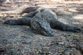 Komodo Dragon Lying in National Park Royalty Free Stock Photo