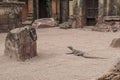 Komodo dragon