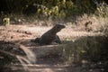 Komodo dragon. national park indonesia. flores. labuan bajo. fullhd video