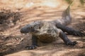 Komodo dragon. national park indonesia. flores. labuan bajo. fullhd video