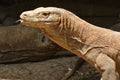 Komodo Dragon