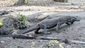 Komodo dragon, Komodo National Park, World Heritage Site Royalty Free Stock Photo