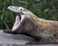 Komodo dragon Royalty Free Stock Photo