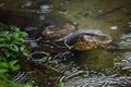 Komodo dragon in lake Royalty Free Stock Photo