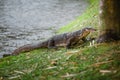 Komodo dragon by river Royalty Free Stock Photo