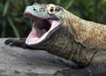 Komodo dragon portrait