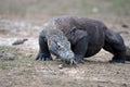 Komodo Dragon portrait. Komodo island. Indonesia Royalty Free Stock Photo