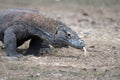 Komodo Dragon portrait. Komodo island. Indonesia Royalty Free Stock Photo