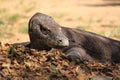 Komodo Dragon Indonesia Royalty Free Stock Photo