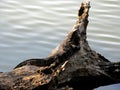 Komodo dragon resting on a branch of a tree near lake Royalty Free Stock Photo