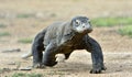 Komodo dragon running Royalty Free Stock Photo