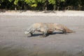 Komodo Dragon on Sandy Beach Royalty Free Stock Photo