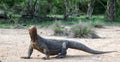 Komodo dragon,  scientific name: Varanus komodoensis. Royalty Free Stock Photo