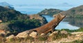 Komodo dragon, scientific name: Varanus komodoensis. Scenic view on the background, Natural habitat. Indonesia