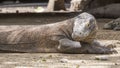 Komodo dragon sits with its arms outstretched Royalty Free Stock Photo