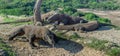 Komodo dragon sniffs the air with his forked tongue.. Scientific name: Varanus komodoensis. Biggest in the world living lizard in Royalty Free Stock Photo