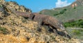 Komodo dragon sniffs the air with his forked tongue.. Scientific name: Varanus komodoensis. Biggest in the world living lizard in Royalty Free Stock Photo