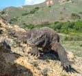 Komodo dragon sniffs the air with his forked tongue.. Scientific name: Varanus komodoensis. Biggest in the world living lizard in Royalty Free Stock Photo