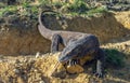 Komodo dragon sniffs the air with his forked tongue.. Scientific name: Varanus komodoensis. Biggest in the world living lizard in Royalty Free Stock Photo