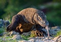 Komodo dragon sniffs the air with his forked tongue.. Scientific name: Varanus komodoensis. Biggest in the world living lizard in