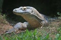 Komodo Dragon with soft focus grass in foreground Royalty Free Stock Photo