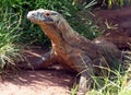 Komodo Dragon Standing Royalty Free Stock Photo