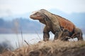 komodo dragon standing alert on island hilltop Royalty Free Stock Photo