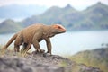 komodo dragon standing alert on island hilltop Royalty Free Stock Photo