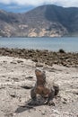 Komodo Dragon Standing on Remote Beach Royalty Free Stock Photo