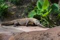 Komodo dragon Royalty Free Stock Photo