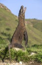 Komodo dragon stands on its hind legs and open mouth. The Komodo dragon ( Varanus komodoensis )